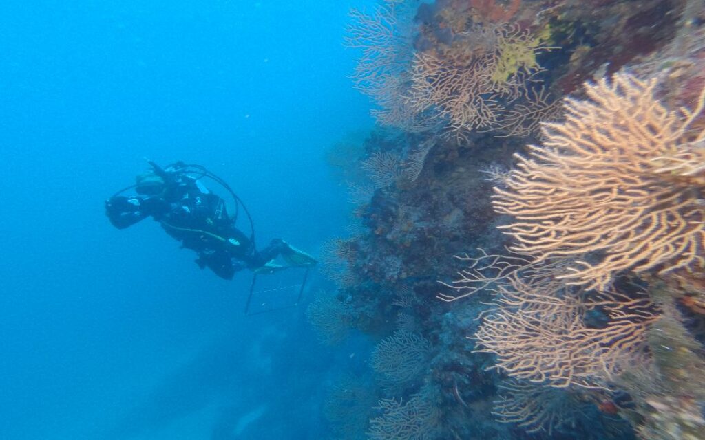 Scuba diver exploring a vibrant coral reef with beige sea fan corals underwater.